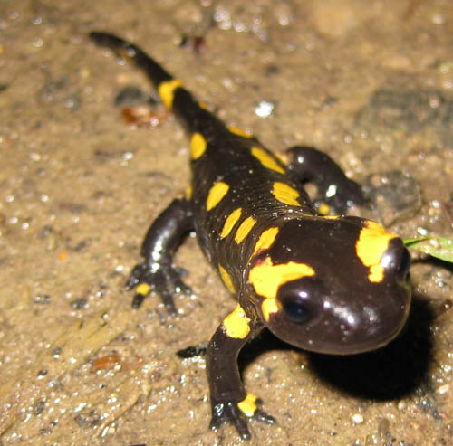 Salamandra Salamandra Terrestris da Olanda.